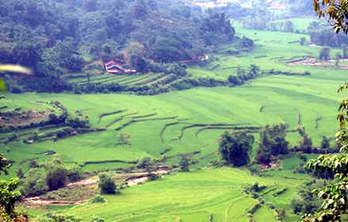 Ruộng bậc thang mang về no ấm
